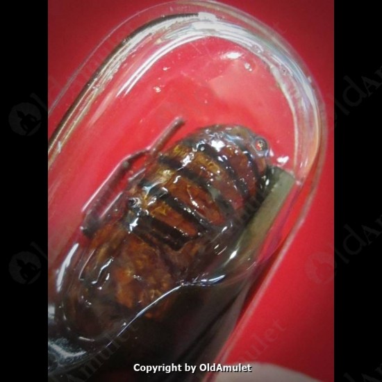 THAI AMULET KUBA THEPMUNI WEALTHY WASP IN HOLY OIL SMALL SIZE B.E.2553